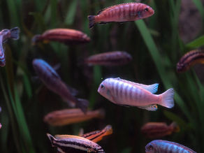 How to Successfully Breed Cichlid Fish?