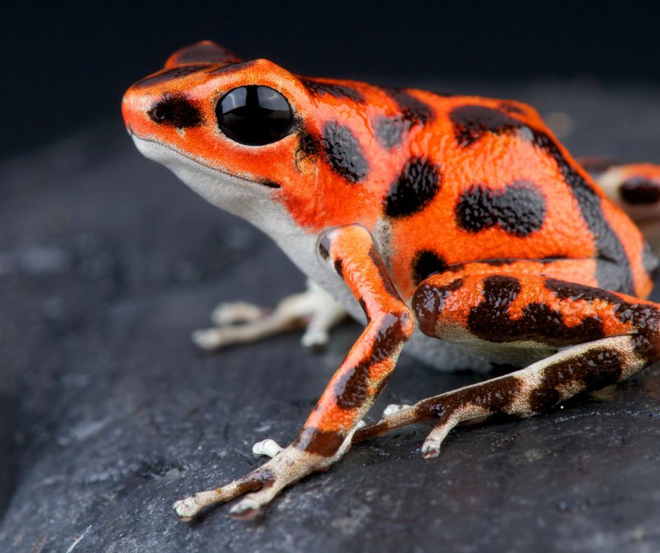 Dart Frog