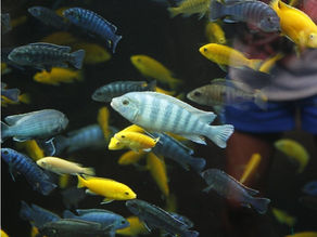 Understanding Cichlid Health: Common Problems and Effective Solutions