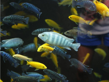 Understanding Cichlid Health: Common Problems and Effective Solutions