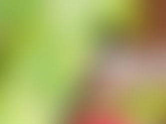 Bulbuls Ki Care Kese karein? A Complete Guide