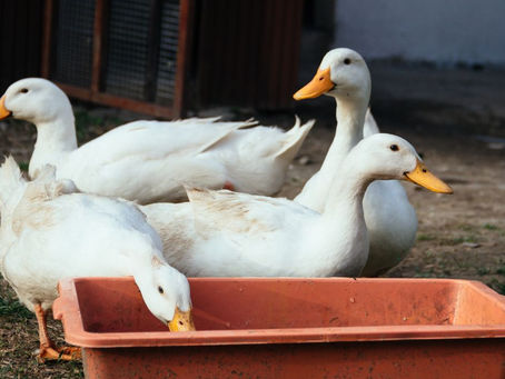 Apne Ducks Ke Liye Perfect Diet Plan Kaise Banaye: Ek Comprehensive Guide