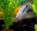 Gouramis Aquarium
