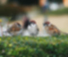 Family of sparrows perched on balcony railing with plants in background