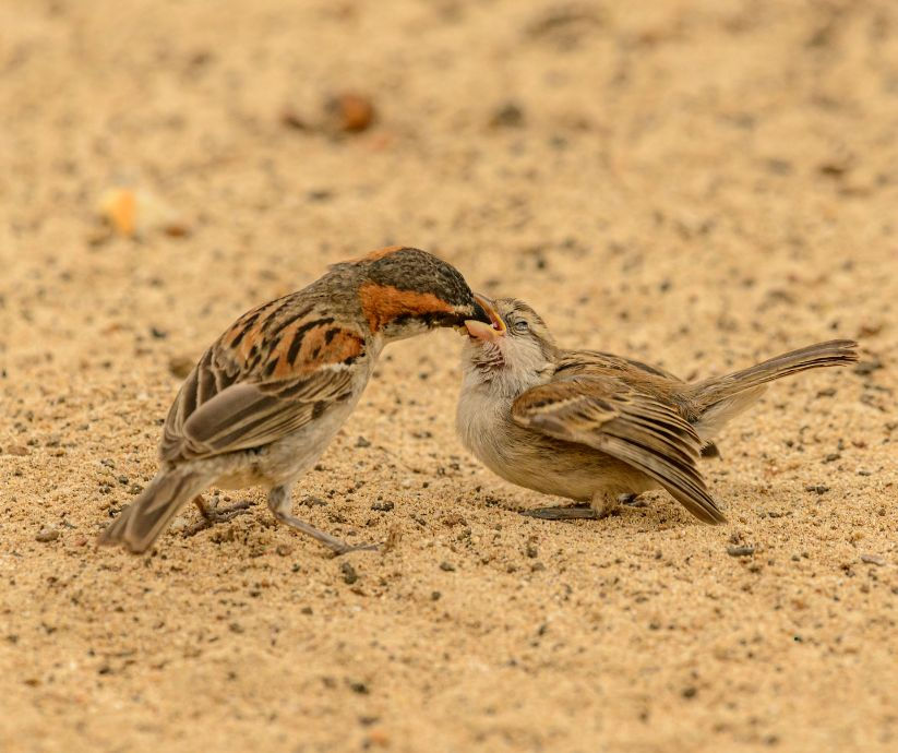 Baby sparrow chick on the ground while parent sparrow feeds it