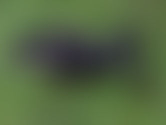 Black Swans Kya Khate Hain?