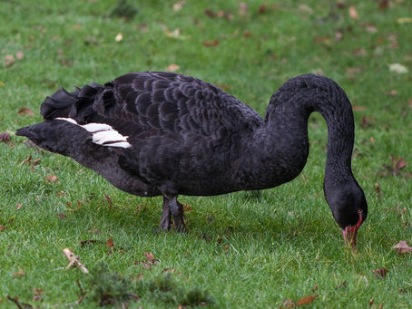 Black Swans Kya Khate Hain?