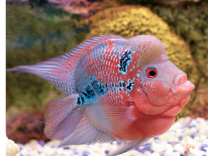 Perfect Aquarium Setup for Healthy and Vibrant Flowerhorn Fish