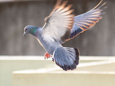 Pigeons Kahan Aur Kaise Apna Ghar Banate Hain?