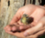 Rescued baby sparrow