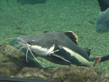 Catfish Ki Common Diseases Aur Unka Treatment