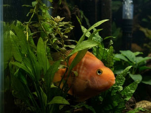 Aquarium Fish Hiding