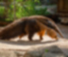 Anteater