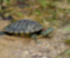 Red Eared Slider Turtle