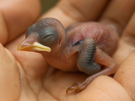 Injured Baby Bulbul Bird Ki Care Kese Karein?