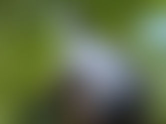 Red-Eared Slider Turtle Ko Kya Khilayein: Unki Health Ke Liye Sahi Diet