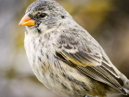 Finch Ki Care Kaise Karein?