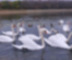 Swans