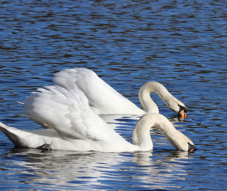 Swans
