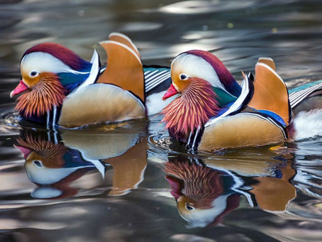 Mandarin Ducks ki Care Kaise Karein?