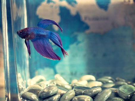 Betta Fish Ke Liye Perfect Tank Kaise Set Karein?