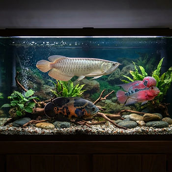 Aquarium Fish