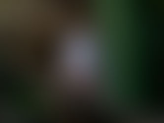 How to Care for Java Finches?