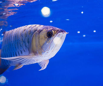 Arowana Fish