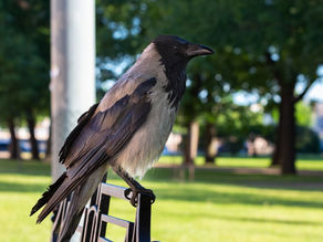 All About Crows? Pet Rules, Urban Life, Common Types & Raven vs Crow
