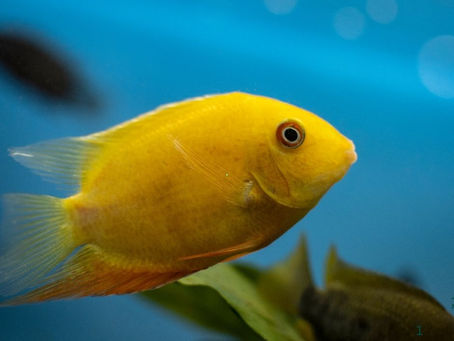 Simple Steps for Cichlid Care: Ensuring Healthy Fish in Your Aquarium