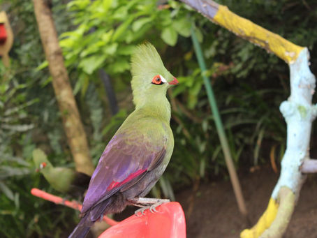 Turaco Ki Sahi Dekhbhal Kaise Karein? Pura Guide