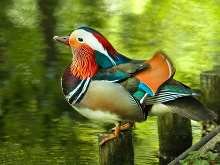 Mandarin Ducks ke liye Safe aur Natural Habitat kaise Banaye?