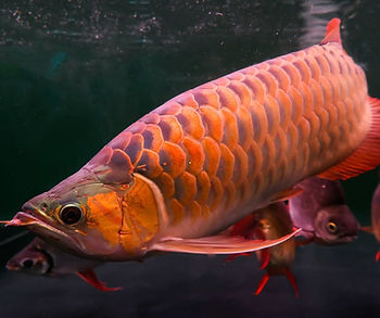 Arowana Fish