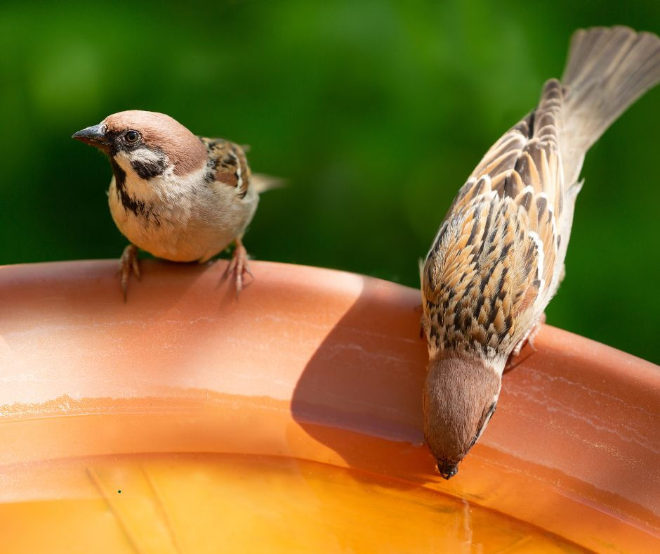 Sparrow clean water peeti hui.