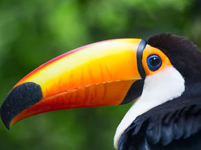 Toucan Ke Liye Perfect Habitat Kaise Banaye?