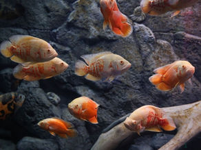 Oscar Ke Liye Perfect Tank Kaise Banayein?