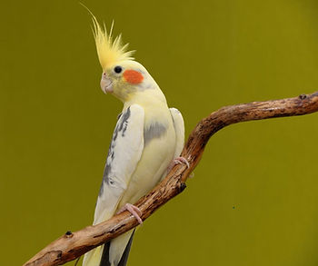Cockatiels