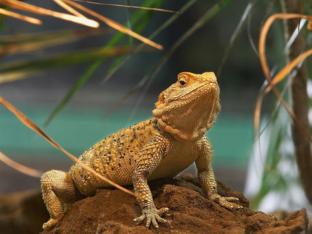 Mastering Bearded Dragon Care: Key Tips for a Healthy Pet