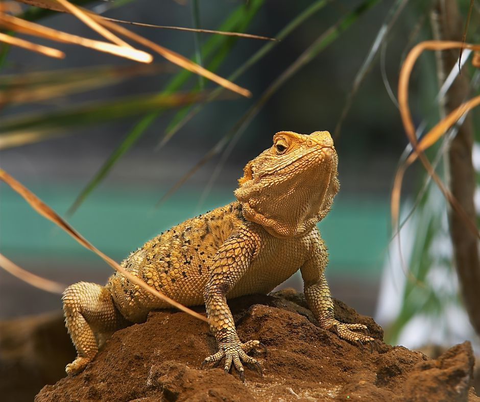 Bearded Dragon