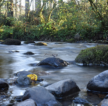 DSC_0799.JPG