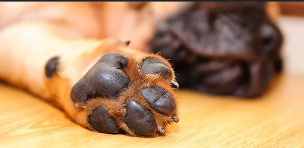 Thumbnail: Healing Paw Patrol