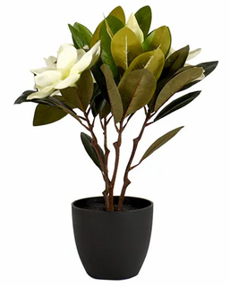Magnolia in Pot