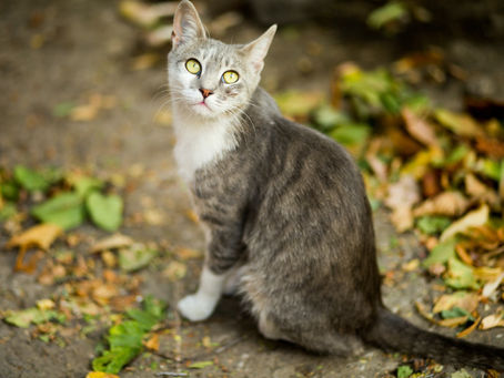 整体と猫背: 正しい姿勢の重要性