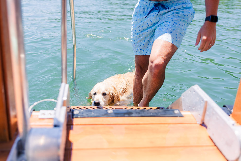 Golden retriever using LakeEze ladder dock accessory to exit the water