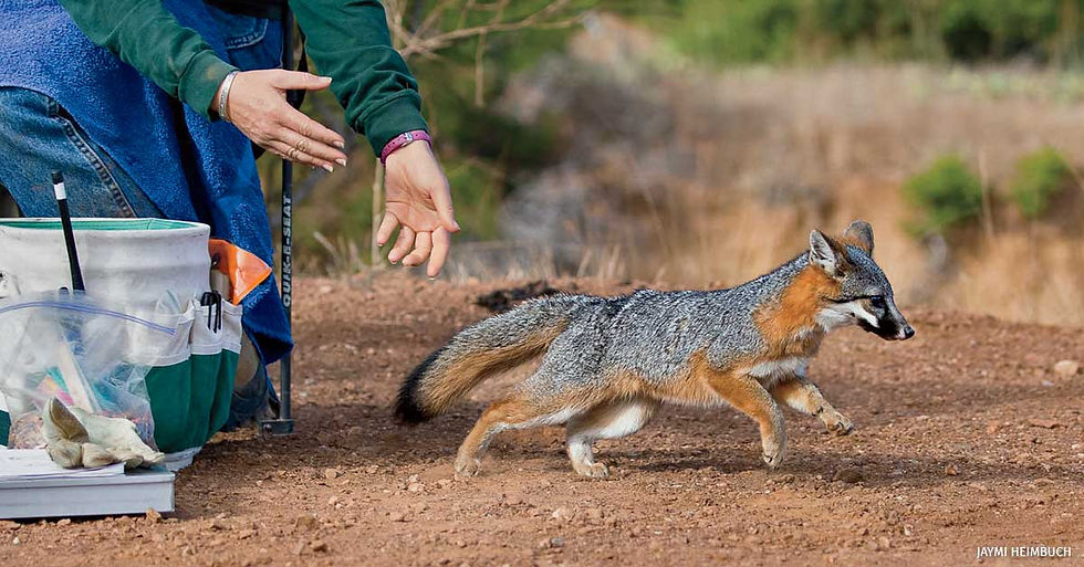 Island fox is released by a biologist