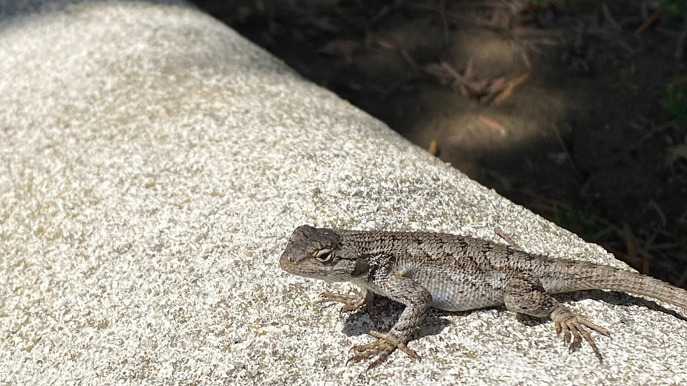 Small lizard sits in the sun on a wall