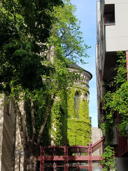 Moss Covered Building