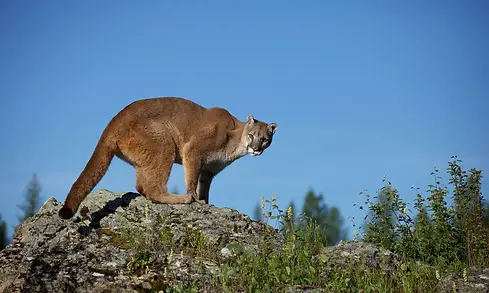 mountain-lion-364479.webp