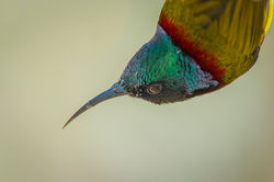 Green-tailed sunbird