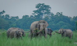 Indian Elephant (Elephas maximus indicus)